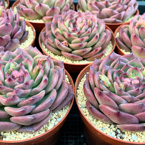 グリーンドラゴン 大株 韓国苗 多肉植物 多肉植物 プクニク 通販