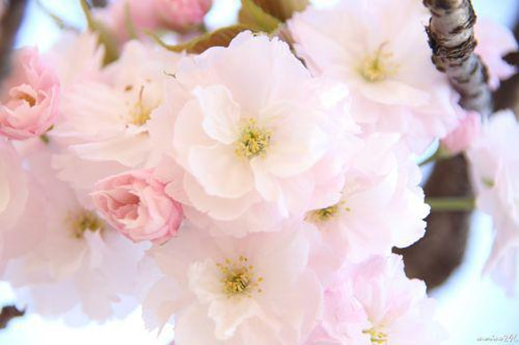 Cherry lossoms (八重桜) in Japan pierce SV925 純銀 11枚目の画像