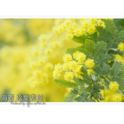 [A4 照片] 含羞草的春天 第1張的照片