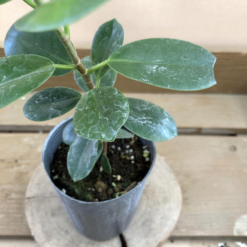 観葉植物 尖閣ガジュマル アートフラワー plant life 通販 13477346