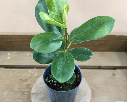 観葉植物 尖閣ガジュマル アートフラワー plant life 通販 13477346