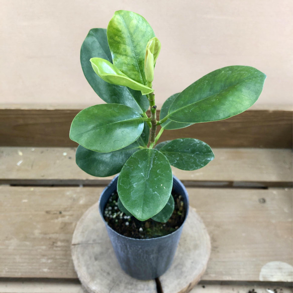 観葉植物 尖閣ガジュマル アートフラワー plant life 通販 13477346