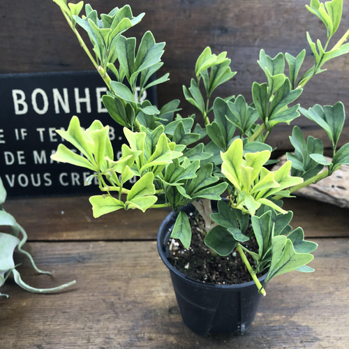 シェフレラ♡トライアンギュラス♡ ハート型の葉っぱ♡観葉植物