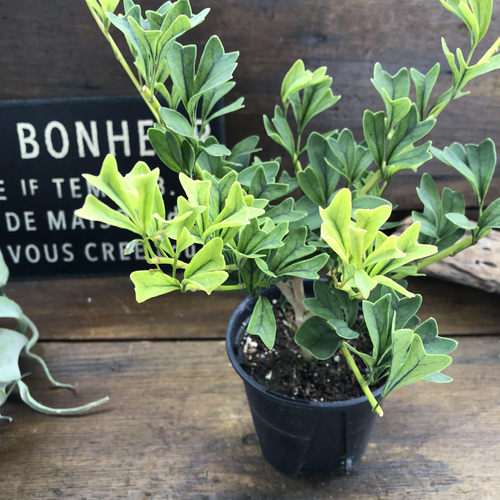 シェフレラ♡トライアンギュラス♡ ハート型の葉っぱ♡観葉植物