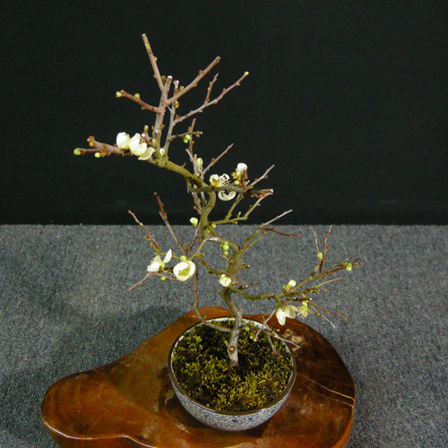 ☆ENGEI ichioki☆長寿梅・白花系・小品盆栽02☆人気のボケ品種 ☆ENGEI ichioki☆長寿梅・白花系・小品盆栽02☆人気のボケ品種