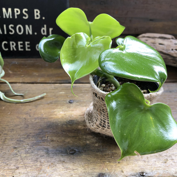 ハートフィロデンドロン♡ハート型の観葉植物 15枚目の画像