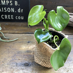 ハートフィロデンドロン♡ハート型の観葉植物 10枚目の画像