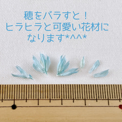 送料無料 ポアプランツ＊ブルーラテ　500円商品4点ごとにお好きな1点おまけ付き☆ 4枚目の画像