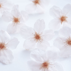 【受注制作】Everpink Sakura. 本物のお花　桜とゴールドリーフの揺れスタッドピアス　プリザーブドフラワー 10枚目の画像