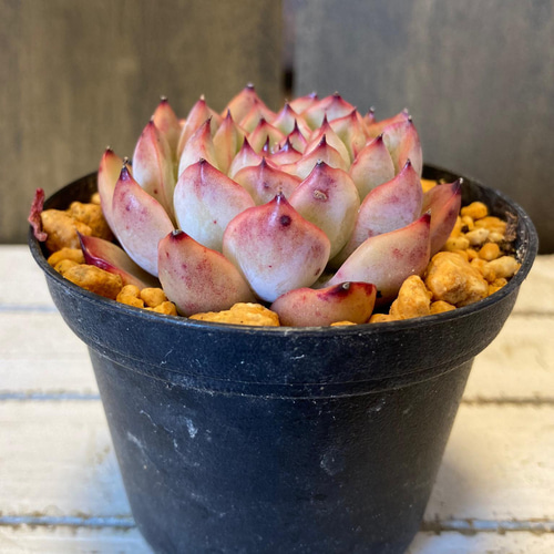 多肉植物 プレリンゼ 抜き苗 （多肉植物 プレリンゼ 抜き苗）