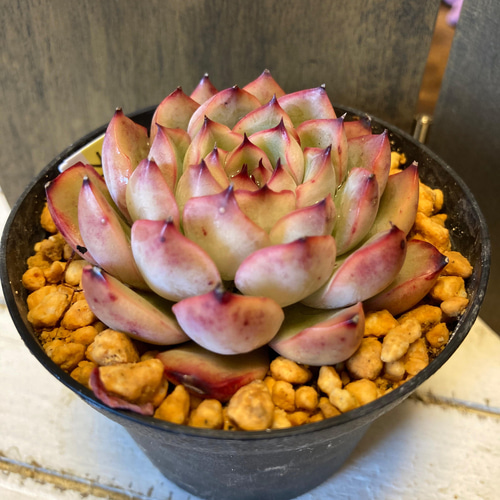 オススメ！可愛く育ったプレリンゼ 多肉植物 抜き苗 根張り良好