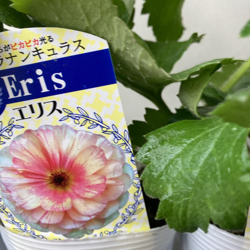 専用・ラナンキュラスラックス・球根 61300856_s.jpg