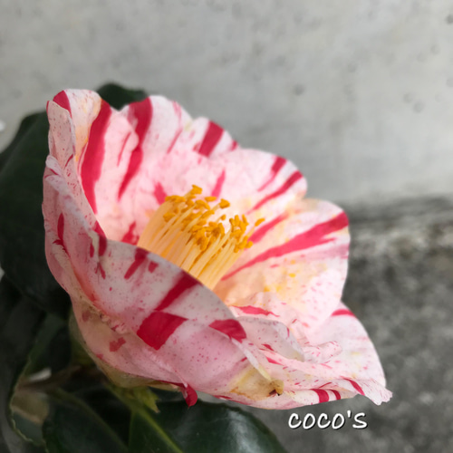 送料込】今季つぼみ付♡絞りが可愛い♡日本椿♡蝦夷錦♡鉢ごと発送