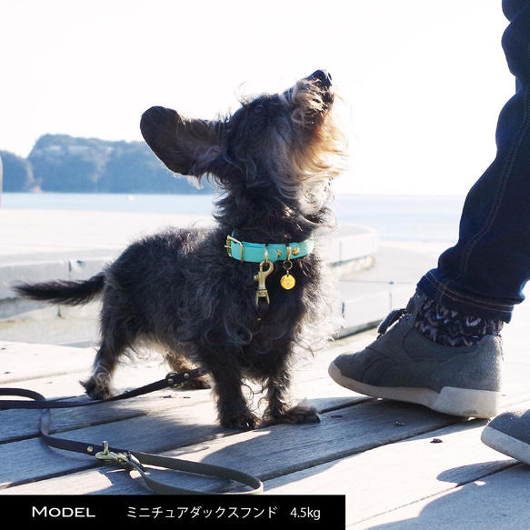 衛生的に使え肌の弱い子にもおすすめ防水首輪 ポップなCandy Color 15mm 小型犬 中型犬 14枚目の画像