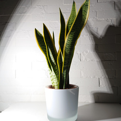 ”サンスベリア・ローレンティ　北欧製　しっかりとした重さのガラス鉢カバーMセット/ホワイト”　サンセベリア　観葉植物 7枚目の画像