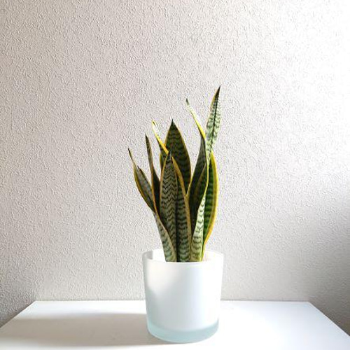 48cm フラワー・ガーデニング サンスベリア 特大サイズ 美形 観葉植物