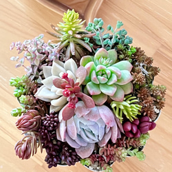 多肉植物＊レア品種♡ラズベリーアイス入り!!＊ちょっと豪華な気まぐれ