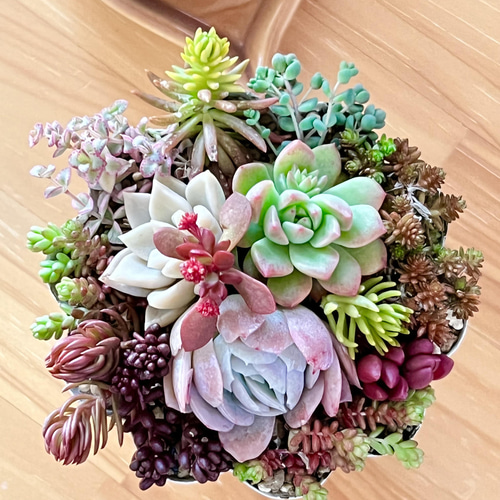 多肉植物*レア品種♡ラズベリーアイス入り!!*ちょっと豪華な 多肉植物*レア品種♡ラズベリーアイス入り!!*ちょっと豪華な
