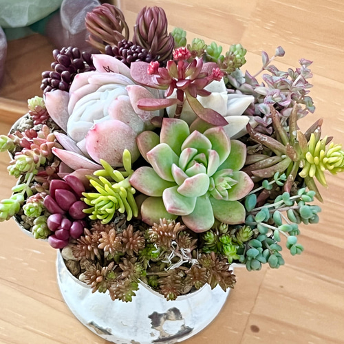 多肉植物＊レア品種♡ラズベリーアイス入り!!＊ちょっと豪華な