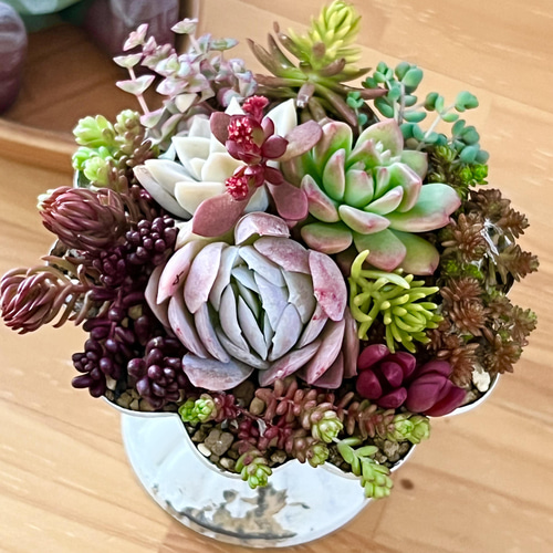 多肉植物＊レア品種♡ラズベリーアイス入り!!＊ちょっと豪華な