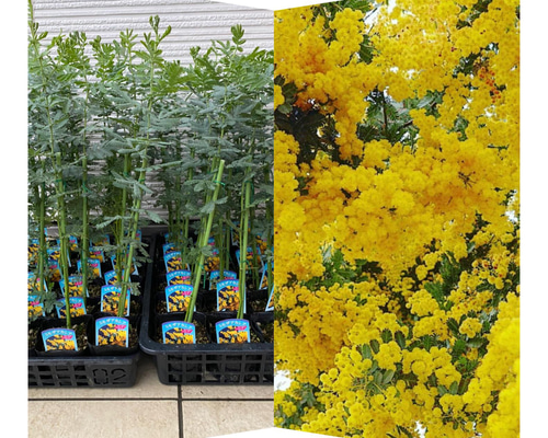 ミモザ苗　苗木　銀葉アカシア6号蕾付き Ａ ミモザの苗 アカシア 花木苗【庭木 6号鉢／1個売り】｜ 【植物の