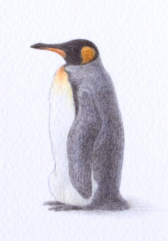 【手描き】　彩色 鉛筆画　No.8  Penguin  King penguin　《額装》 5枚目の画像