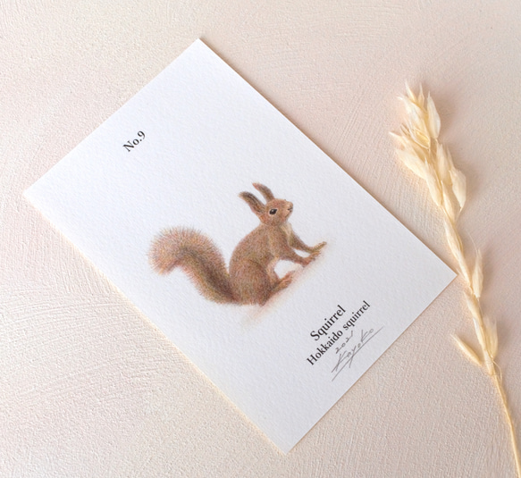 【手描き】　彩色 鉛筆画　No.9  Squirrel  Hokkaido squirrel　《額装》 4枚目の画像