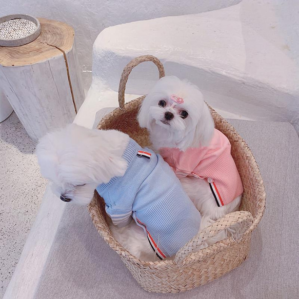 犬服　トレーナー　セーター　シャツ　白い横縞　ボタン留め　きいろ、ピンクと水色 2枚目の画像