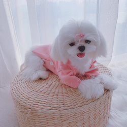 犬服　トレーナー　セーター　シャツ　白い横縞　ボタン留め　きいろ、ピンクと水色 3枚目の画像