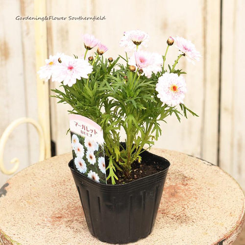 花苗 八重咲 マーガレット モモコ 3.5号ポット 白・ピンク 多年草