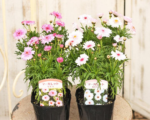 991303ef50bb2e53049f47c7e682f1