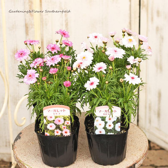 花苗 八重咲 マーガレット モモコ 3.5号ポット 白・ピンク 多年草