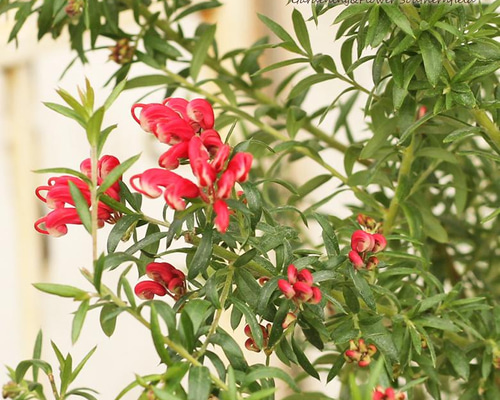 83e1dc1632ce53f9de153af36bea46