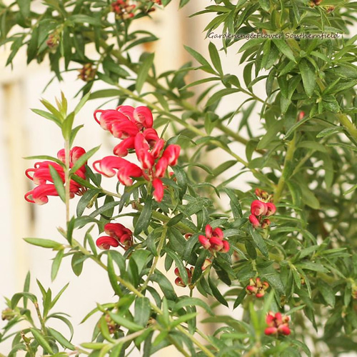 花鉢 グレビレア ピグミーダンサー 7号(21cm)ポット H80cm～ 常緑低木