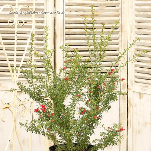 花鉢 グレビレア ピグミーダンサー 7号(21cm)ポット H80cm～ 常緑低木