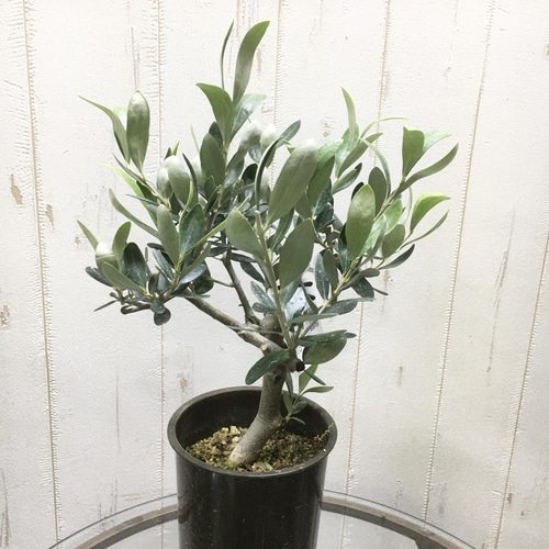 オリーブの木,た植物/観葉植物ルッカ『特大、綺麗な樹形。幹太❗️樹高約200㌢ 珍樹形♡ 幹太い！ オリーブの木 souju ルッカ 4号 その他