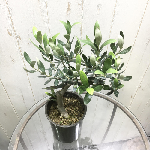 はなはな 最高級樹形 幹極太 Souju オリーブ 【ピクアル】 10号