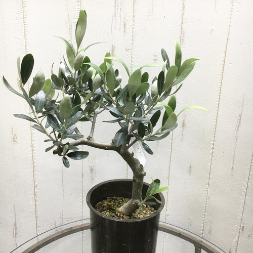 珍樹形♡ 幹太い！ オリーブの木 souju ルッカ 4号 その他インテリア