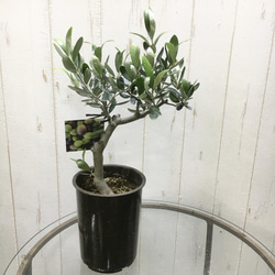 珍樹形♡ 幹太い！ オリーブの木 souju ルッカ 4号 その他