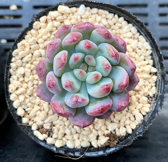 ブルーエルフ 韓国苗 多肉植物 多肉植物 プクニク 通販｜Creema 