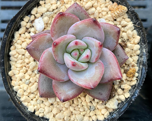 多肉植物 韓国苗　ブルーハイヒール ワインシャンペーン 韓国苗 多肉植物 多肉植物 プクニク 通販