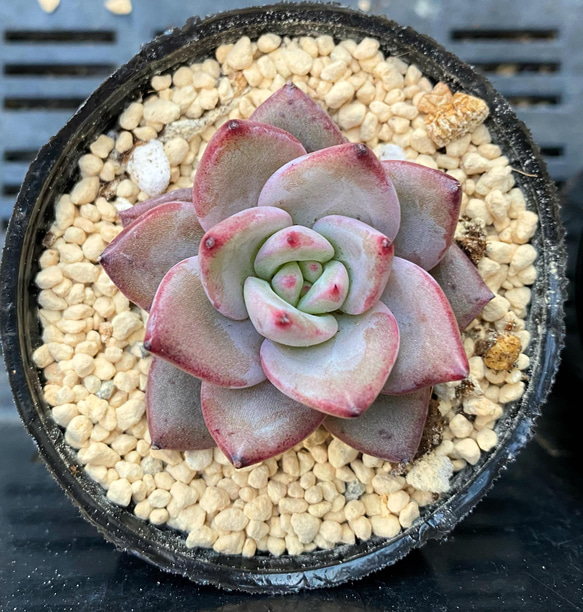 Filou　フィルー　ハルカサキュレント　多肉植物 多肉植物 halkエケベリア Filou フィルー 多肉植物 HALKA SUCCULENT