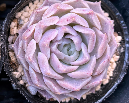 多肉植物 韓国苗 ♡yuiruna♡様 多肉植物 韓国苗 ♡yuiruna♡様