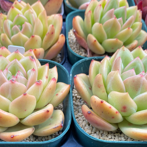 SALE】モンローQ 大株 韓国苗 多肉植物 多肉植物 プクニク 通販