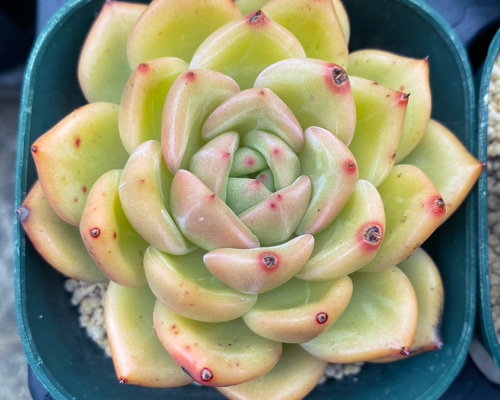 ac6ed917088a752c3e3ed24cd898f8