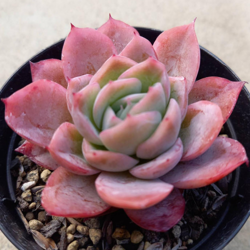 色落ち特価 多肉植物 エケベリア ゼリーオレンジモンロー 7-8cm 色落ち特価 多肉植物 エケベリア ゼリーオレンジモンロー 7-8cm