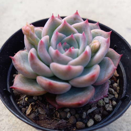 129. 多肉植物 キャラリアン 830円【抜き苗】 129. 多肉植物 キャラリアン 830円【抜き苗】 129. 多肉植物