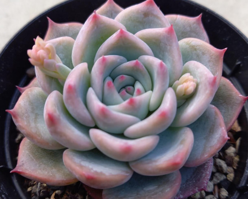 8188942806fe69d0bfb3d5e09cb8f8