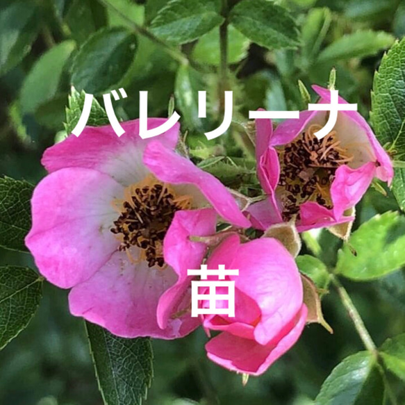 つるバラ バレリーナ 挿し木苗 1株 ポット 薔薇 小さな苗 多肉