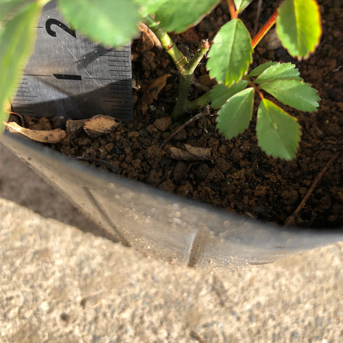 つるバラ バレリーナ 挿し木苗 1株 ポット 薔薇 小さな苗 多肉植物